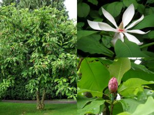 Magnolia tripetale